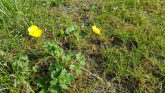 Ranunculus