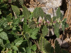 Forsskaolea procridifolia