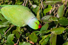 Psittacula krameri