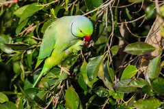Psittacula krameri