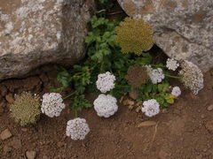 Daucus insularis