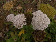 Daucus insularis