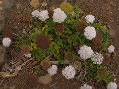 Daucus insularis