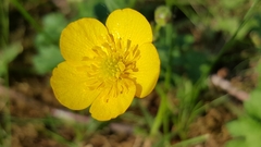 Ranunculus