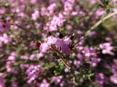 Erica umbellata