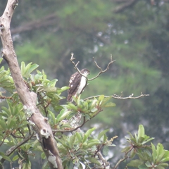 Accipiter striatus chionogaster