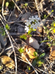Valerianella amarella