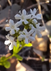 Valerianella amarella