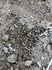 Cyphomyrmex flavidus