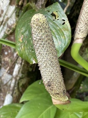 Monstera dissecta