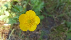 Ranunculus