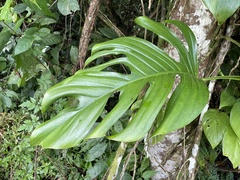 Monstera dissecta