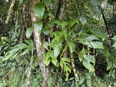 Monstera dissecta