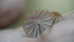 Marasmius tageticolor