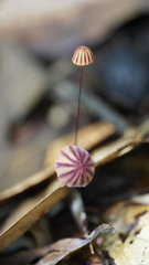 Marasmius tageticolor