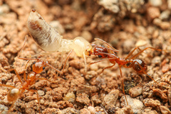 Pheidole desertorum