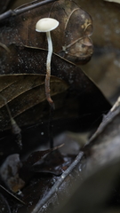 Polyporus guianensis