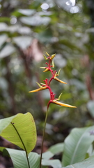 Heliconia richardiana