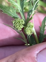 Sanicula bipinnatifida