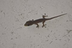 Phelsuma modesta leiogaster