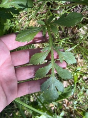 Sanicula bipinnatifida