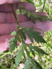 Sanicula bipinnatifida