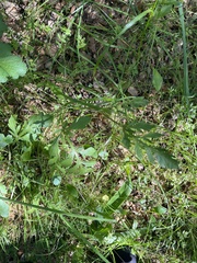 Sanicula bipinnatifida