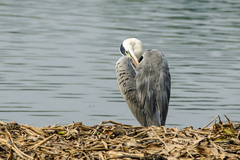 Ardea cinerea