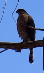 Accipiter cooperii