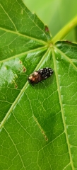 Agrilinae
