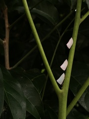 Colgaroides acuminata