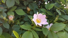Rosa