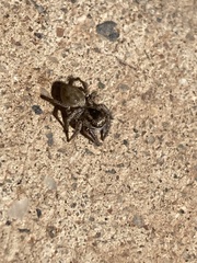 Salticidae
