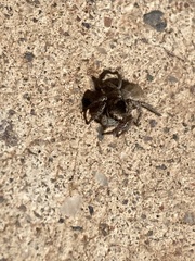 Salticidae
