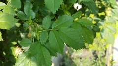 Rosa