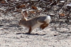 Sylvilagus audubonii