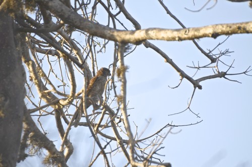 Banded Kestrel (Falco zoniventris), photo 9