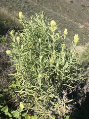 Castilleja grisea