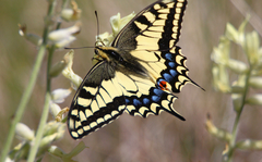 Papilio machaon oregonius