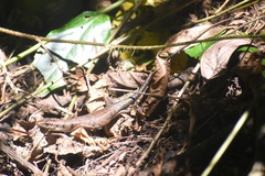Emoia trossula
