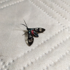 Poecilosoma eone