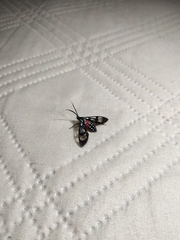 Poecilosoma eone