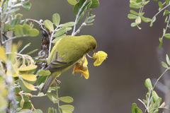 Chlorodrepanis virens wilsoni