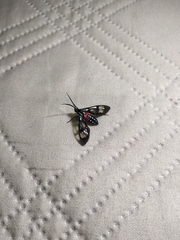 Poecilosoma eone