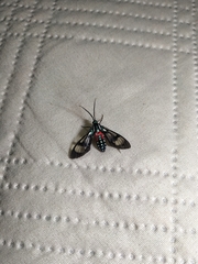 Poecilosoma eone