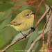 Yellow Thornbill - Photo (c) Tom Tarrant, some rights reserved (CC BY-NC-SA)