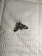 Poecilosoma eone