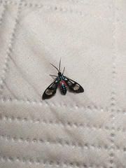 Poecilosoma eone
