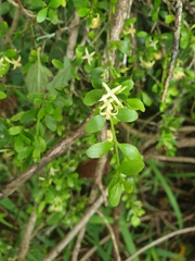 Psydrax odorata buxifolia
