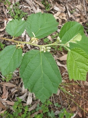 Grewia latifolia
